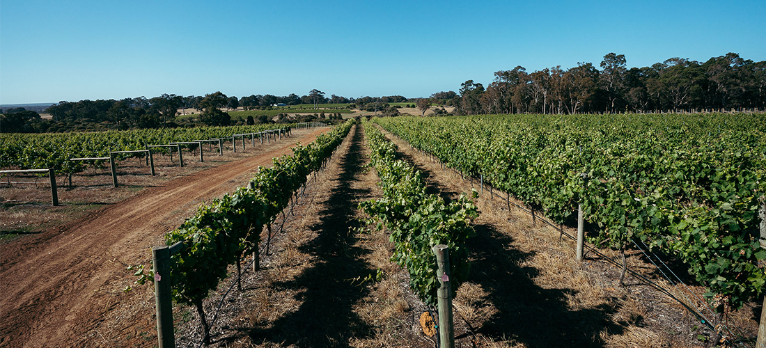 Fishbone vines